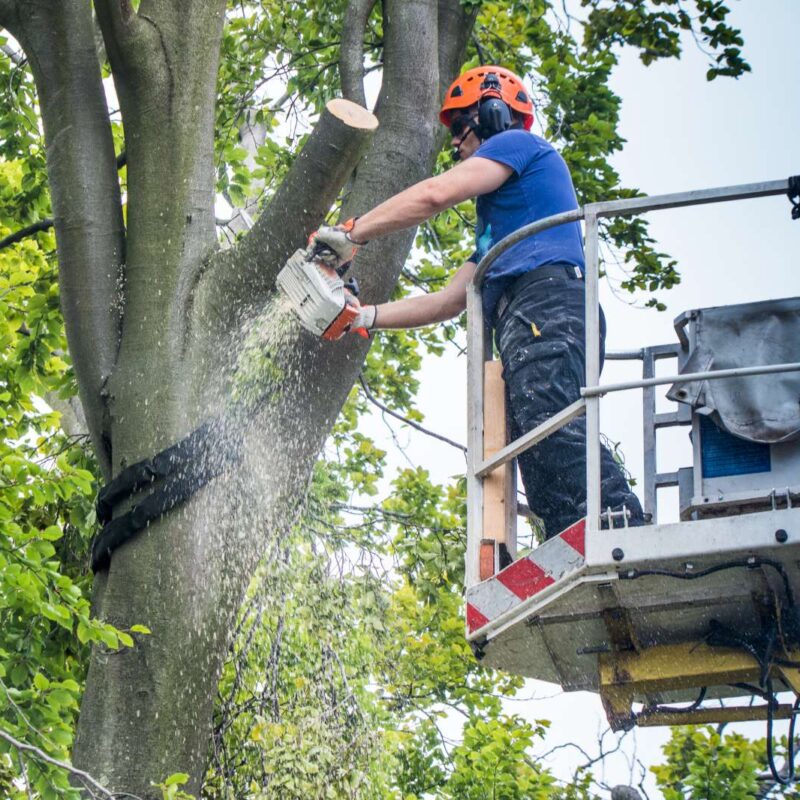 Baumfällung und Baumveränderung